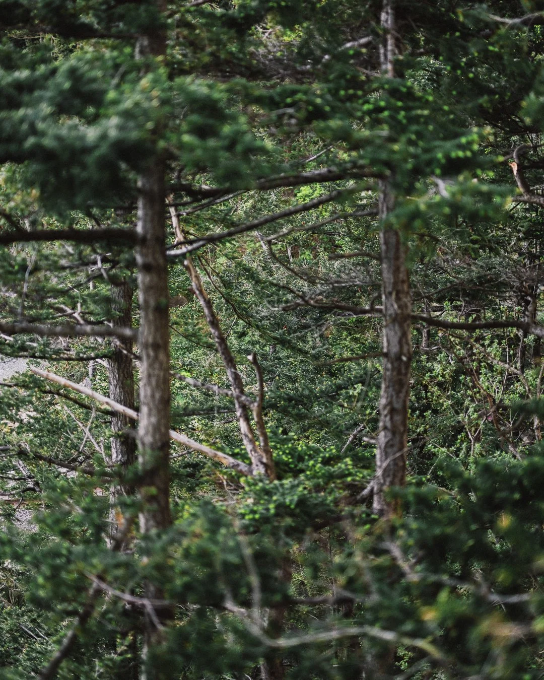 Arbutus