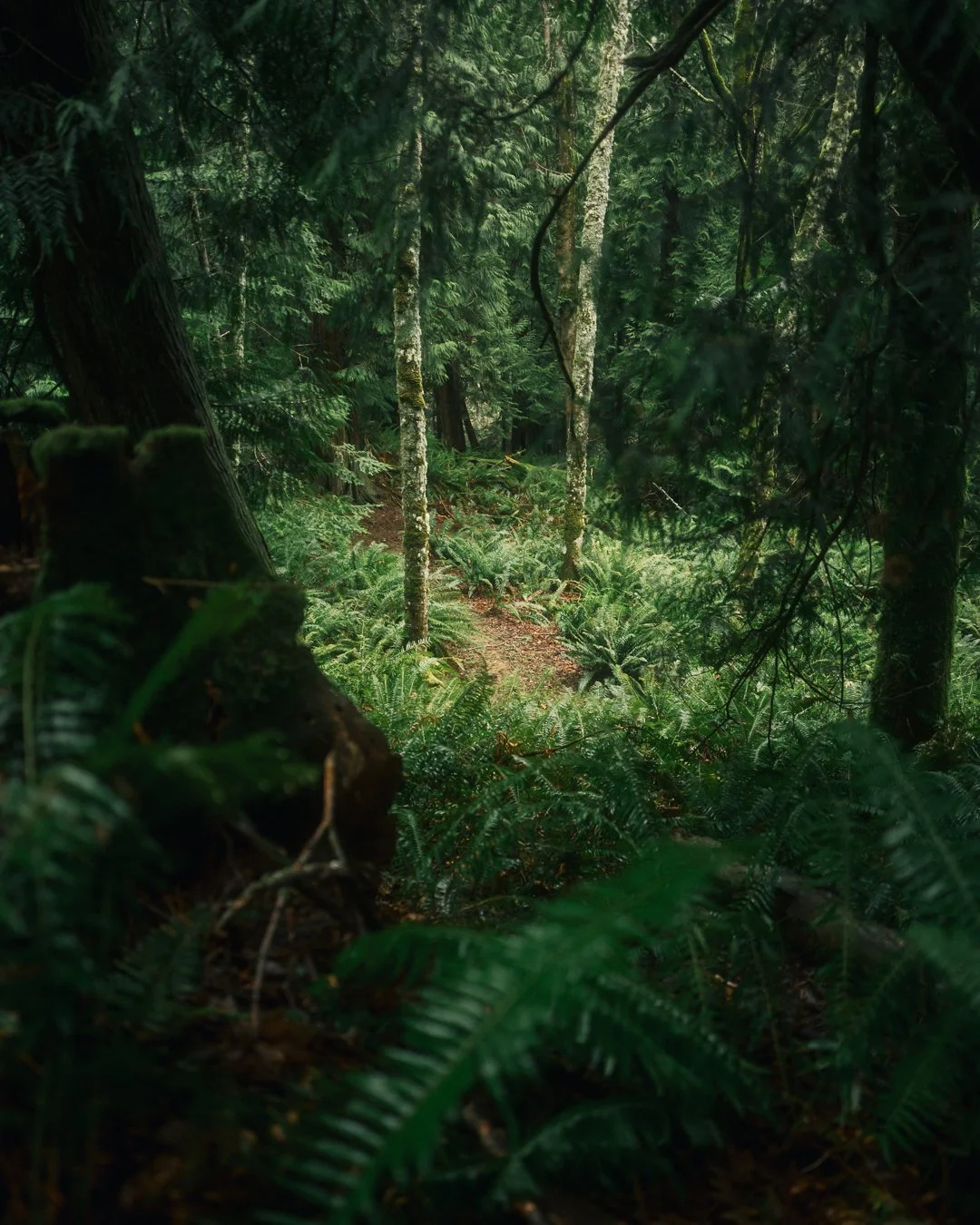 Governors Point Trail