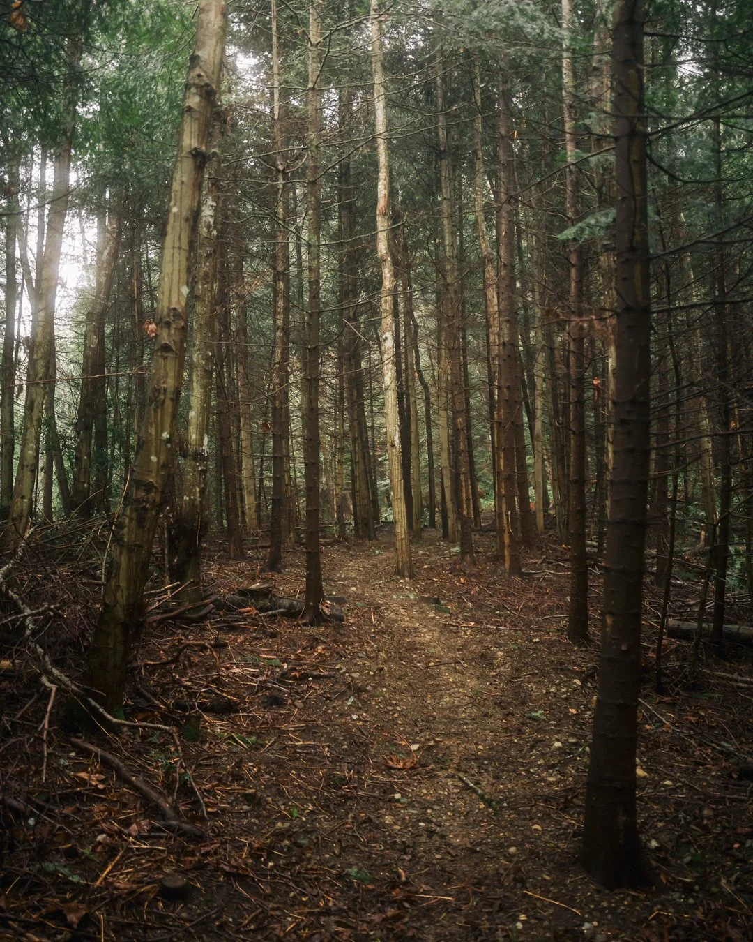 Governors Point Trail