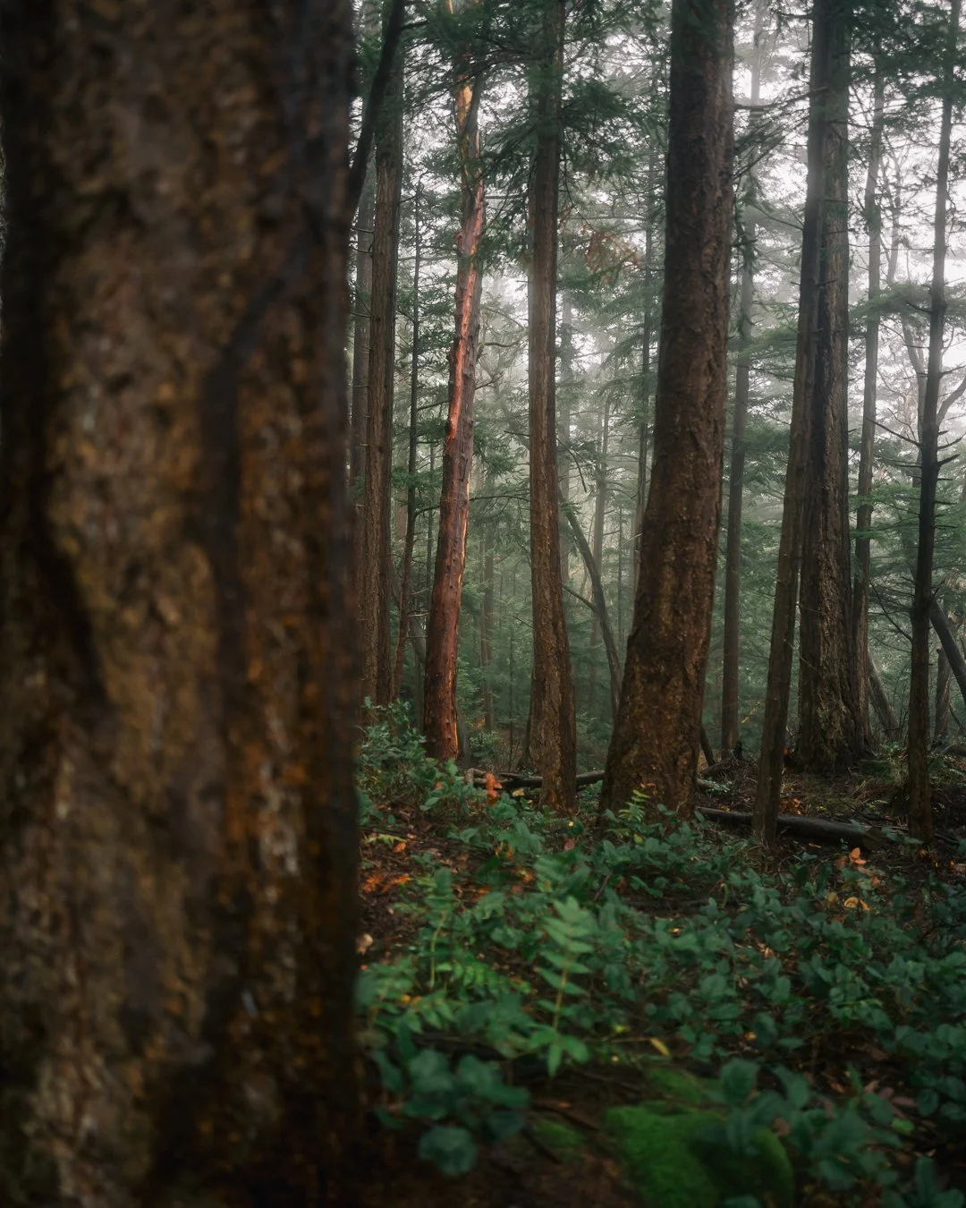 Governors Point Trail