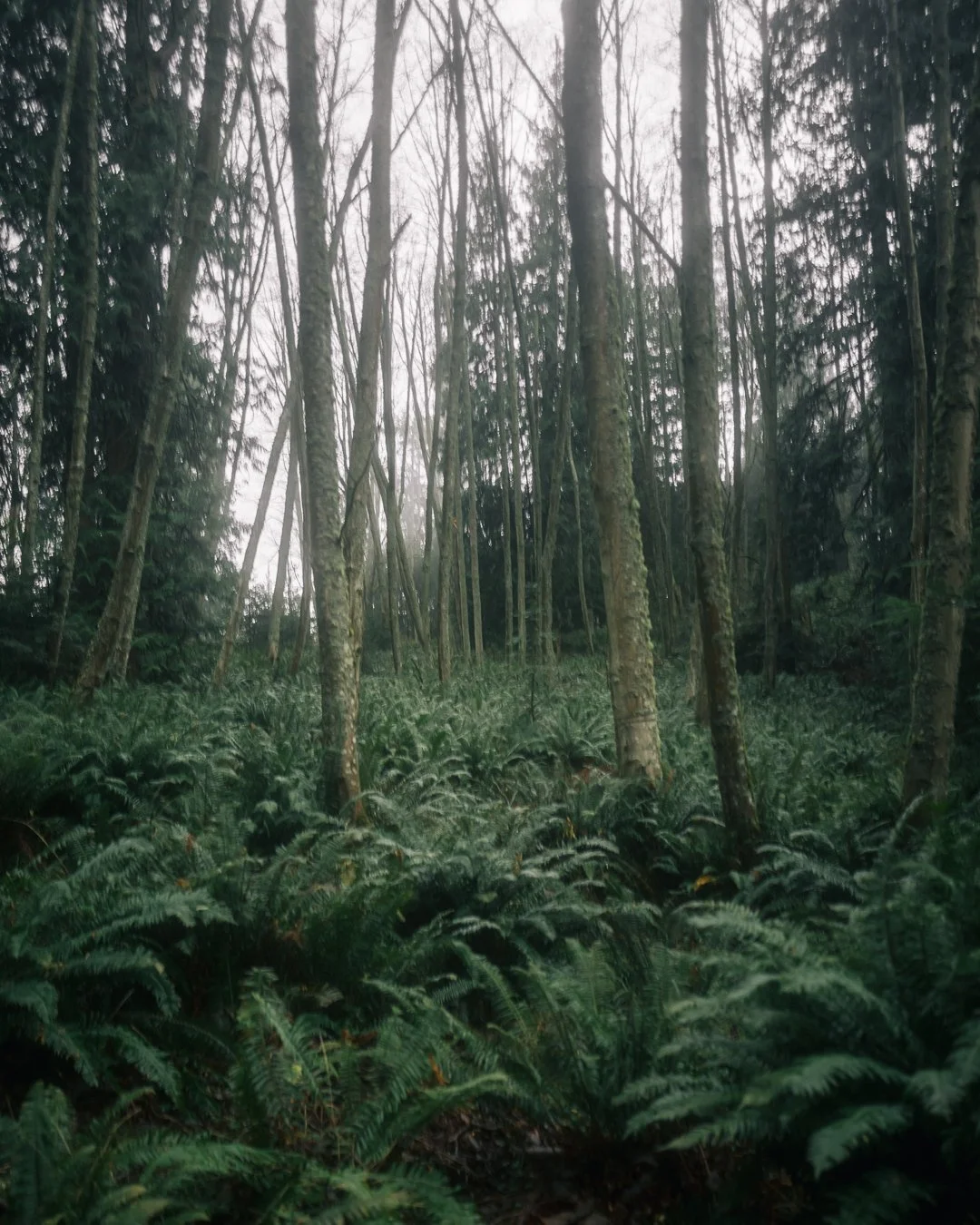 Governors Point Trail